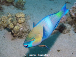 Parrotfish and cleaner wrasse by Laura Dinraths 